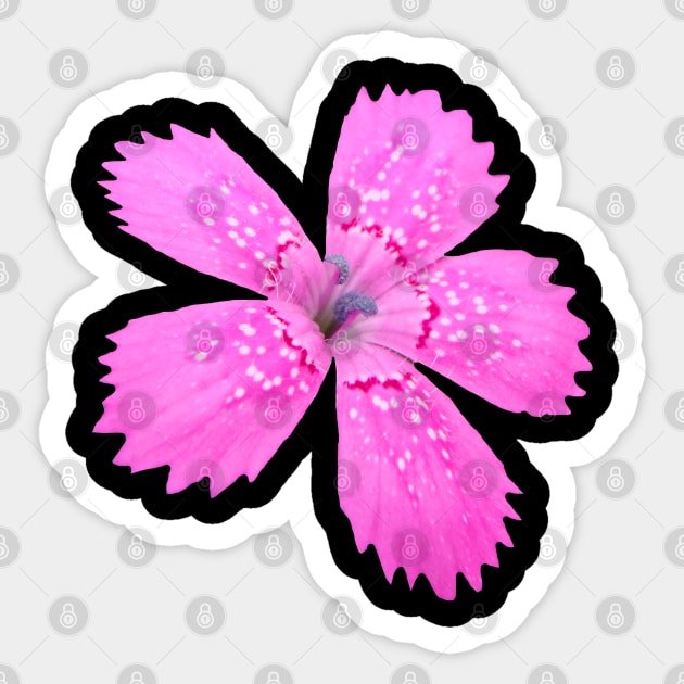 unique pink flower, bloom, flowers, petals, blooming Sticker by rh_naturestyles